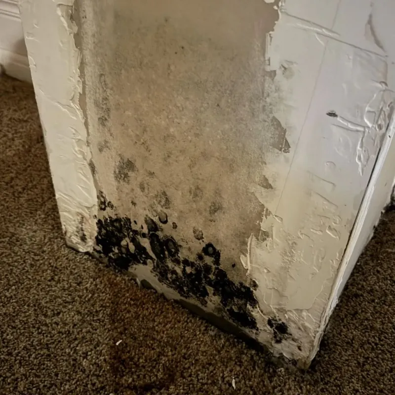 Professional Mold Removal in Edina, MO